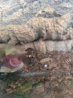 Porcellio laevis 'orange' oranje isopod /pissebed, Overige soorten