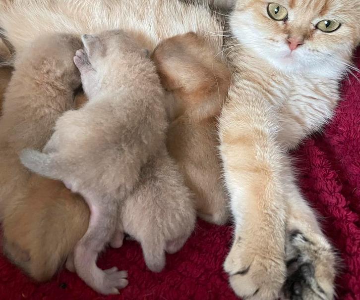 Britse korthaar, Dieren en Toebehoren, Katten en Kittens | Raskatten | Korthaar