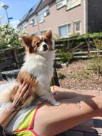 Lieve mooie pomeriaan/dwergkees, Dieren en Toebehoren, Honden | Poolhonden, Keeshonden en Oertypen, 1 tot 2 jaar, Teef, Eén hond