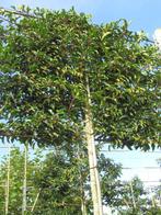 leibomen, groenblijvend, volwassen met stamdikte 18-20 cm, Ophalen of Verzenden, Volle zon, Leiboom, 250 tot 400 cm