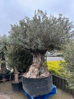 Hele dikke bonsai olijfboom, Olijfboom, Minder dan 100 cm, Zomer, Volle zon