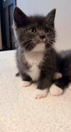 Ragdoll kittens X europese korthaar, Dieren en Toebehoren, Katten en Kittens | Raskatten | Korthaar, Meerdere dieren, Ontwormd