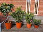 Oleanders diverse maten, ook op stam, Overige soorten, Volle zon, Vaste plant, Ophalen of Verzenden