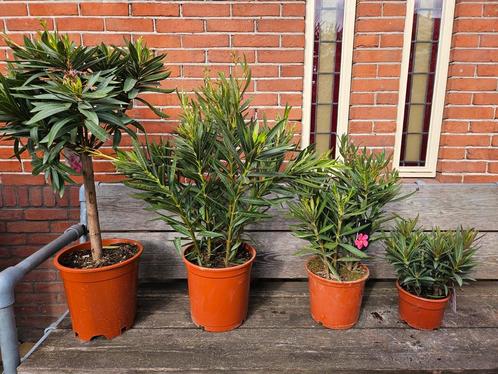 Oleanders diverse maten, ook op stam, Tuin en Terras, Planten | Tuinplanten, Vaste plant, Overige soorten, Volle zon, Zomer, Ophalen of Verzenden