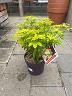 Choisya ternata 'Lich' - Mexicaanse oranjebloesem €19,95, Tuin en Terras, Overige soorten, Vaste plant, Ophalen of Verzenden, Halfschaduw