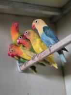 Agapornissen fischeri, Dieren en Toebehoren, Meerdere dieren, Dwergpapegaai of Agapornis, Geringd