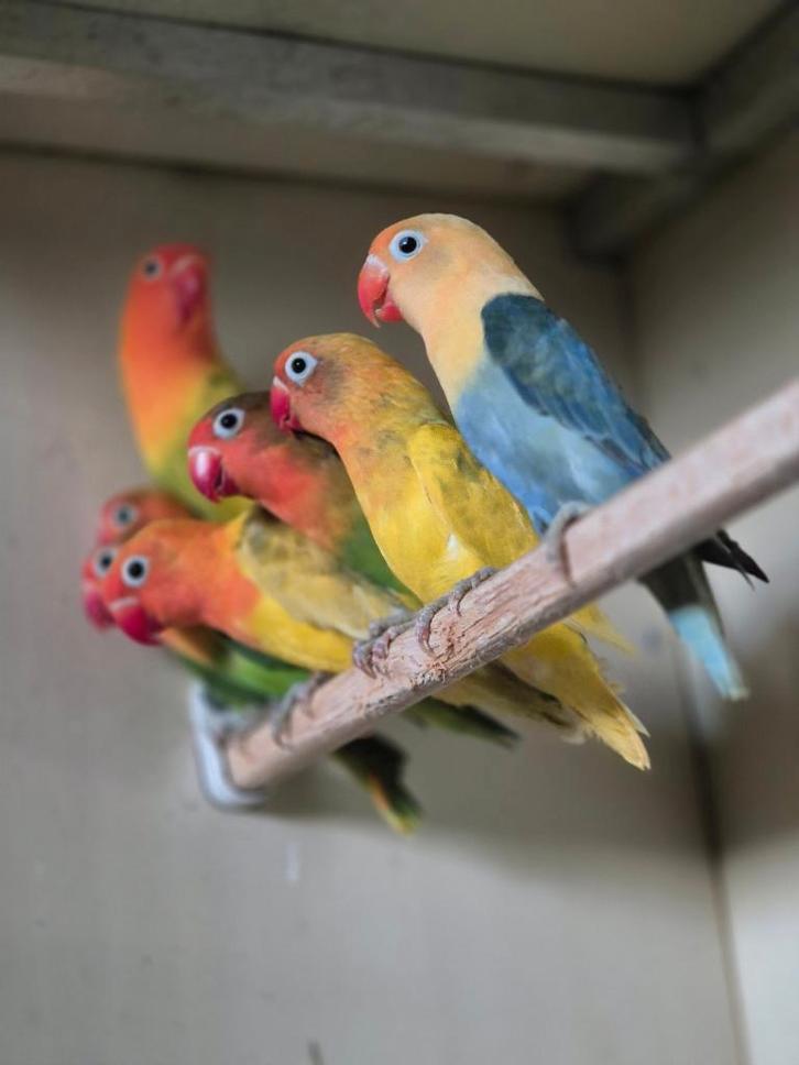 Agapornissen fischeri, Dieren en Toebehoren, Vogels | Parkieten en Papegaaien, Dwergpapegaai of Agapornis, Meerdere dieren, Geringd
