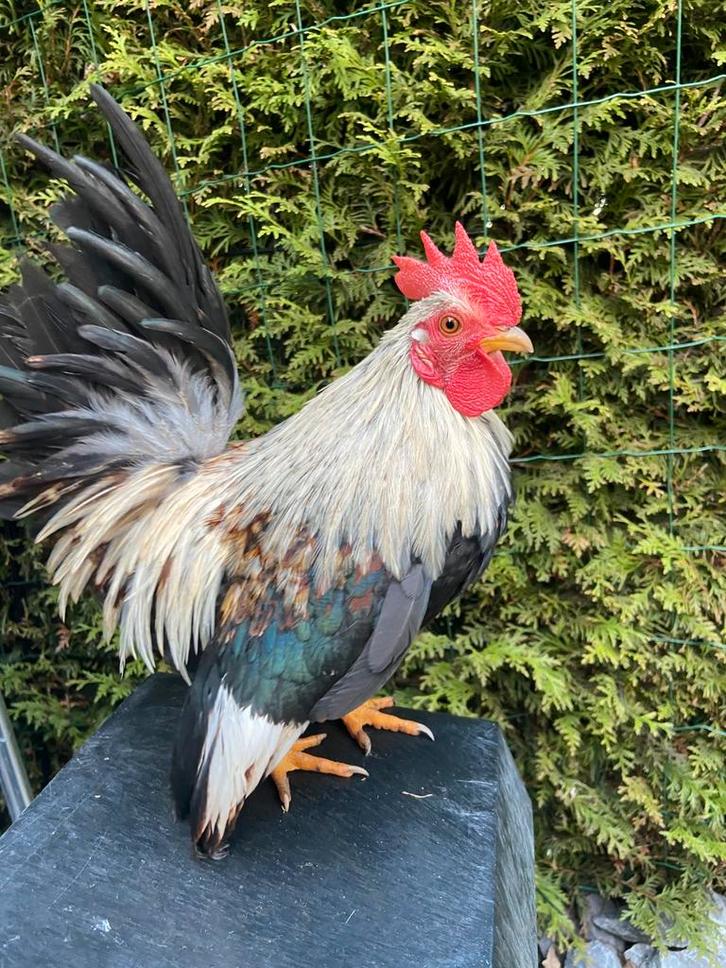 Jonge serama haan, Dieren en Toebehoren, Pluimvee, Kip, Mannelijk