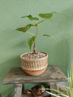 Bonsai bodhiboom ficus Religiosa, Ophalen, Volle zon, Overige soorten, Minder dan 100 cm