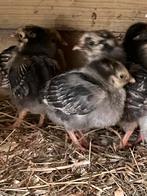 Jonge Wyandotte-kuikens te koop, Dieren en Toebehoren, Pluimvee, Meerdere dieren, Kip