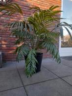 Kamerpalm in pot, Ophalen, In pot, Overige soorten, 100 tot 250 cm