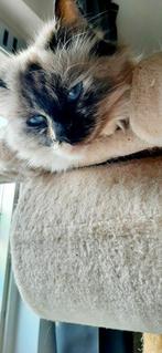 Raskat Ragdoll /heilige Birmaan, Dieren en Toebehoren, Katten en Kittens | Raskatten | Langhaar, Poes, Gechipt, 3 tot 5 jaar
