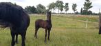2 leuke Friese veulens, Merrie