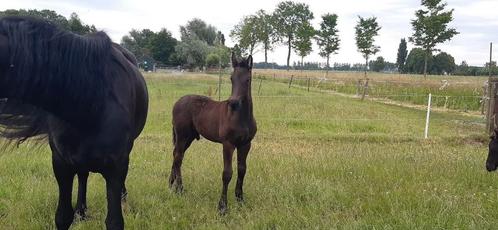2 leuke Friese veulens, Dieren en Toebehoren, Paarden en Pony's | Dekhengsten en Fokmerries, Merrie