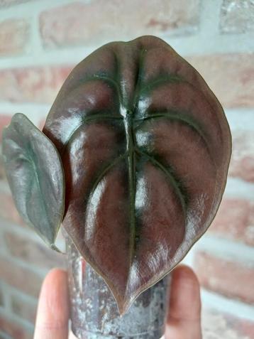 Alocasia cuprea 'Red Secret' babyplantje  beschikbaar voor biedingen