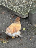 Coshin kippen, Dieren en Toebehoren, Pluimvee, Vrouwelijk, Kip