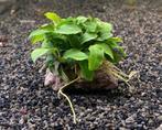 Anubias op lavasteen, Ophalen of Verzenden, Nieuw, Plant(en), Steen of Hout