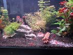 Rode , vuurgarnalen, Dieren en Toebehoren, Vissen | Aquariumvissen, Kreeft, Krab of Garnaal