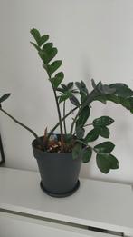 ZZ zamioculcas, Ophalen, Overige soorten, Minder dan 100 cm