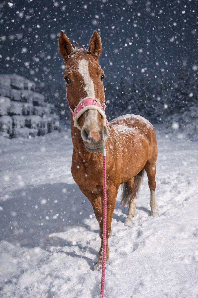 Gezocht Verzorger/bijrijder, Dieren en Toebehoren, Paarden en Pony's | Verzorgingsproducten, Ophalen of Verzenden
