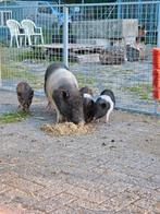 2x zeug waarvan nog 1 biggetje, Dieren en Toebehoren, Schapen, Geiten en Varkens, Meerdere dieren, Varken