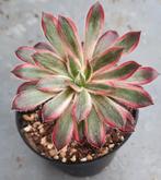 Aeonium Black Magic variegata / Peacock, Vetplant, Ophalen of Verzenden, Minder dan 100 cm, Volle zon