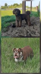Labradoodle x Engelse buldog, Dieren en Toebehoren, Honden | Chihuahua's en Gezelschapshonden, Overige rassen, 8 tot 15 weken