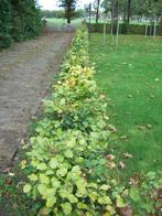beuken haag, Tuin en Terras, Ophalen, Beukenhaag, Haag, 100 tot 250 cm