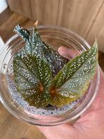 Terrariumplant begonia pink spot, Ophalen of Verzenden, Overige soorten, Minder dan 100 cm