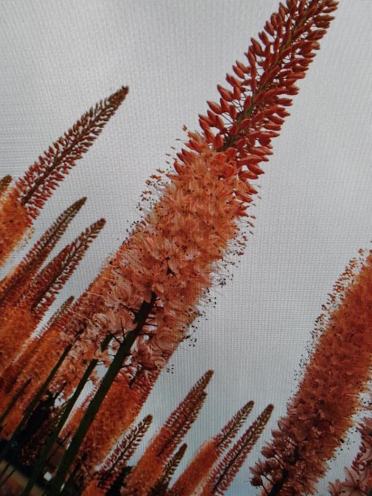 eremures knollen gemengd, Tuin en Terras, Bloembollen en Zaden, Knol, Najaar, Volle zon, Ophalen of Verzenden