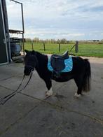 Lieve bomproof Shetlander te koop, Dieren en Toebehoren, Ophalen of Verzenden