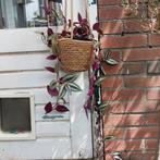 Mooie tradescantia hangplant, Ophalen, Overige soorten, Halfschaduw, Minder dan 100 cm