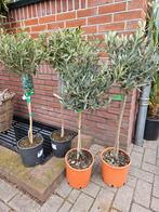 Europese dwergpalm 140 hoog stam 25cm, Ophalen, Overige soorten, Volle zon