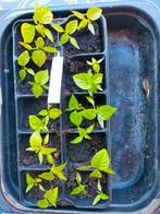 Peper planten Hambanero & Rawit, Tuin en Terras, Ophalen, Volle zon, Groenteplanten, Eenjarig