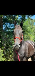 Paard, leuke vrolijke recreatie merrie, Dieren en Toebehoren, Paarden, B, 160 tot 165 cm, 11 jaar of ouder, Recreatiepaard