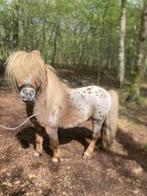 Shetlander (dek) hengstje, Dieren en Toebehoren, Hengst