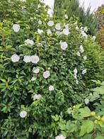 Hibiscus wit 180 cm hoog, Tuin en Terras, Planten | Tuinplanten, Ophalen, Overige soorten, Halfschaduw