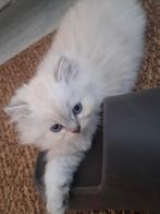 Siberische kittens, Dieren en Toebehoren, Meerdere dieren, Ontwormd