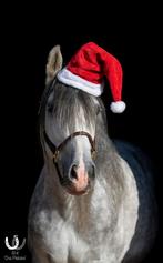 Prachtige pre ruin zoekt forever home, E pony (1.48m - 1.57m), B, Gechipt, Ruin