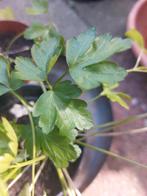 3x biologisch bio peterselie turfvrij, Ophalen, Volle zon, Groenteplanten, Eenjarig