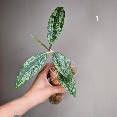 Hoya Rangsan, Huis en Inrichting, Kamerplanten, Overige soorten, Minder dan 100 cm, Bloeiende kamerplant, Halfschaduw, Ophalen of Verzenden