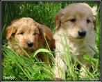 Bordoodle pups. ( bordoodle x Labradoodle ), Nederland, Overige rassen, 8 tot 15 weken, CDV (hondenziekte)
