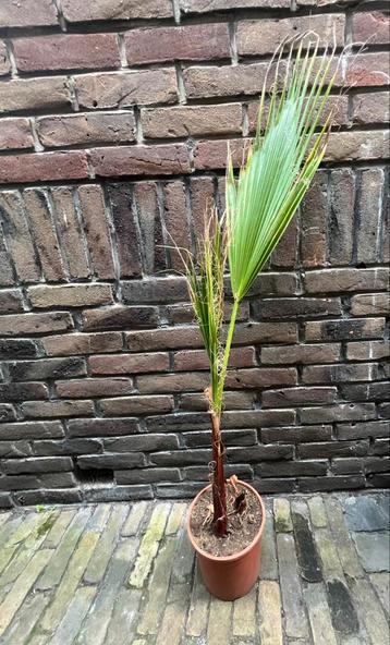 2 Waschingtonia robusta palmbomen in een pot! beschikbaar voor biedingen