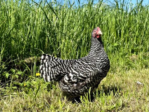 Jonge tamme Amrock kriel kippen ras gesekst en ingeënt, Dieren en Toebehoren, Pluimvee, Kip, Vrouwelijk