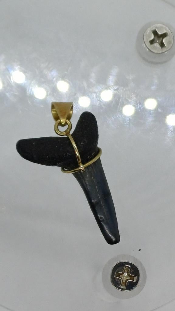 Haaientand Kettinghanger Verguld, Overige materialen, Ophalen of Verzenden, Zo goed als nieuw, Goud