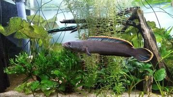 koppel  fireback snakehead 15cm gaan samen weg beschikbaar voor biedingen