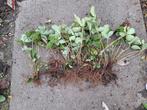 Aardbeien doordragers, Tuin en Terras, Planten | Tuinplanten, Ophalen, Overige soorten, Volle zon