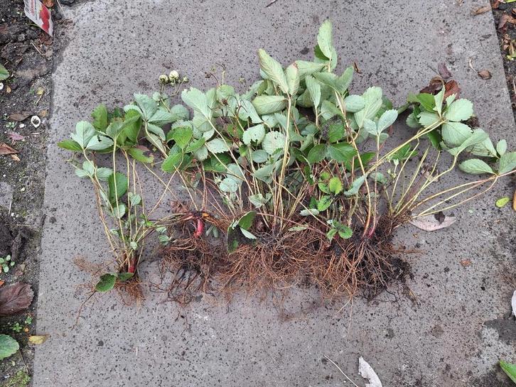 Aardbeien doordragers, Tuin en Terras, Planten | Tuinplanten, Overige soorten, Volle zon, Ophalen