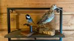 Opgezette vogels taxidermie mancave, Verzamelen, Dierenverzamelingen, Ophalen of Verzenden, Zo goed als nieuw, Vogel, Opgezet dier