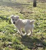 ZEER LIEF JONG TEEFJE BONNY ZOEKT HAAR FAMILIE, Particulier, Rabiës (hondsdolheid), 15 weken tot 1 jaar, Buitenland